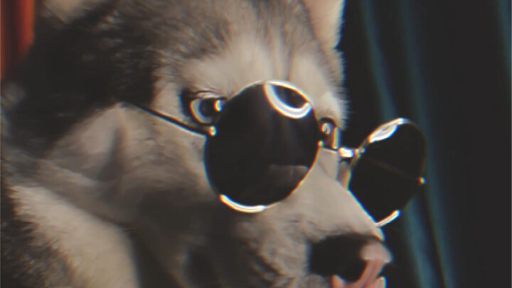 Phong cách Hồng Kông cùng chú chó Husky, cảm giác không gian này chính là đây mà!