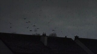 pigeons in hail