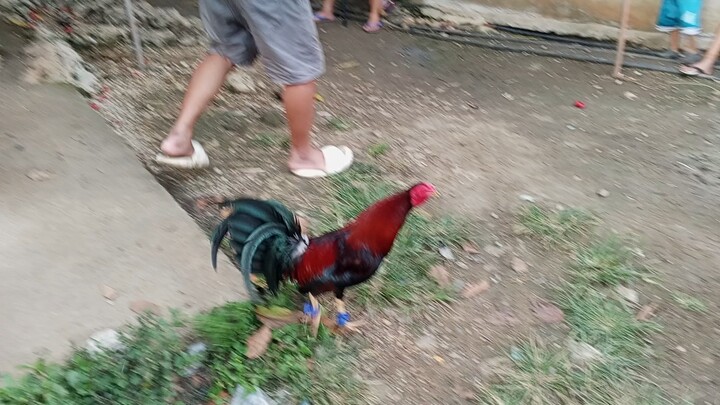 Pulang latom vs Son of 6xwinner White kelso