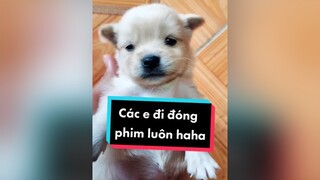 Cả nhà yêu e nào nhất nào hihi.  cunyeucuadua chó chócon chókhôn chócute xuhuong fyp