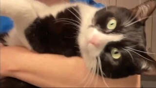 Video by Cats of Instagram (3)