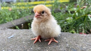 据说小鸡会把出壳第一眼看到的人当成妈妈