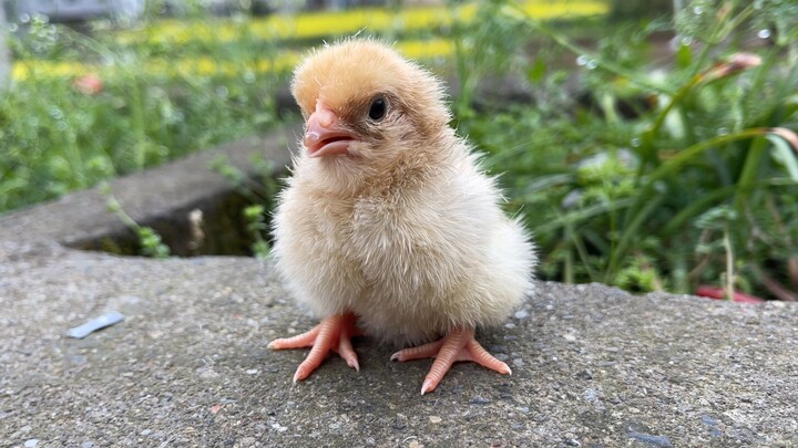 It is said that chicks will regard the first person they see after hatching as their mother.