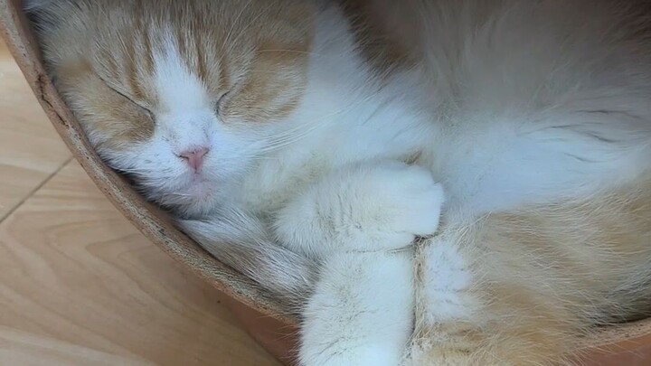 #动物圈  #喵星人#铲屎官#猫咪 #吸猫#萌宠#治愈系#喵星人#铲屎官#软萌#猫片#最多播放