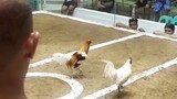 don Bonifacio game farm