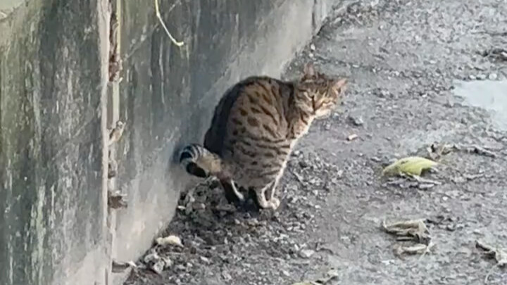 Sayang, kamu memang hebat bisa menarik……