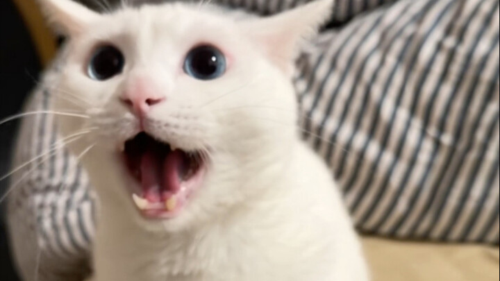 Cyber Profiles Episode 172: Chen Maosheng’s Cat