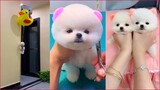 Funny and Cute Dog Pomeranian 😍🐶| Funny Puppy Videos #18