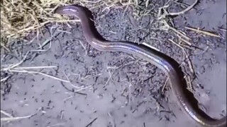 Bertemu Aneka ular malam Ular pelangi (xenopeltis unicolor) & Ular cecak (lycodon capucinus)
