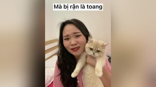 Nhà bạn còn ám ảnh với rận mèo khum meohay meow cat meomeo mèo