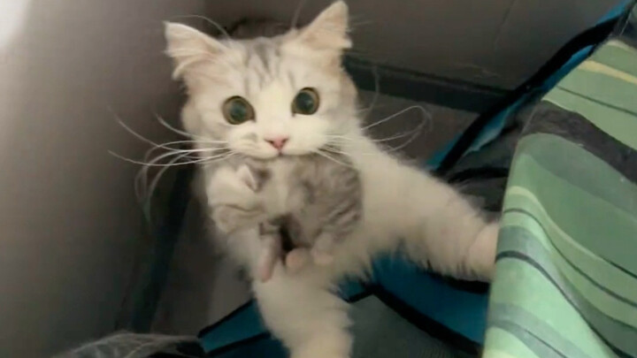 Em bé lớn muốn tôi giúp chăm em bé nhỏ.