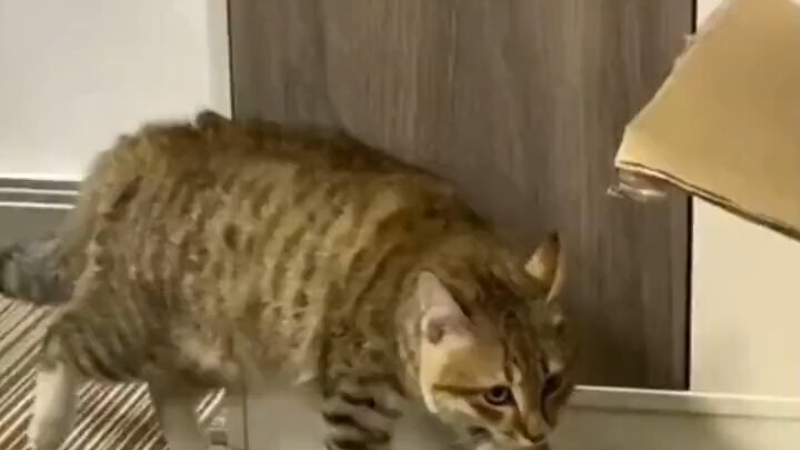 Tabby cat: Let me see what’s going on.