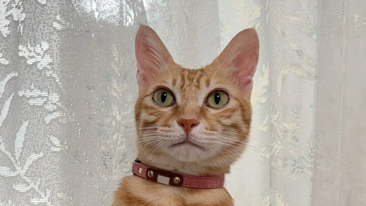 Great! What kind of awesome cat is Bao Bei?