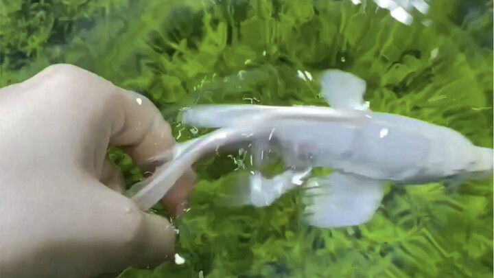 20 adorable pets in just 1 minute—do you have a favorite?