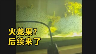 火龙果后续来了 出现了黄色小生物