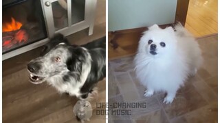 TWINNEM but Dogs Sung It (Dogs Version Cover)