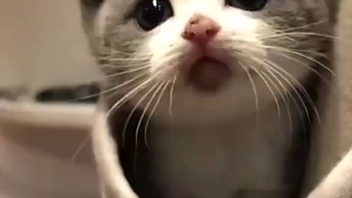 躲口袋里的小猫仔 