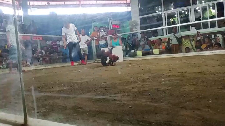 Nakauna sana dito manok ko dito .nabawian pa ng pilay