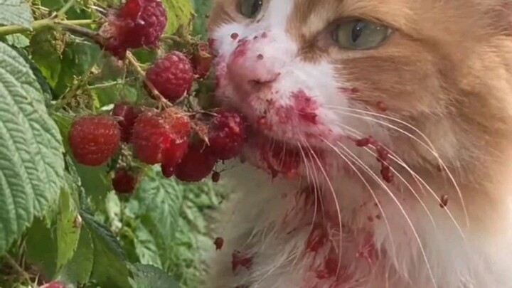 Eating  Yummy fruits