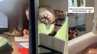 مع وجود هذه القطة، لماذا نحتاج إلى مساحة شخصية؟