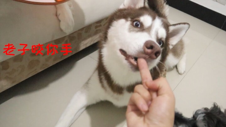If you give a husky the middle finger, will it get mad?