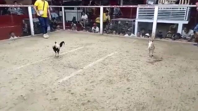 2 stag lateborn national banded white kelso x white toppy Win 0-1