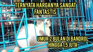 Begini Kondisi kucing Yang Di Jualin Di Pasar Jatinegara..!