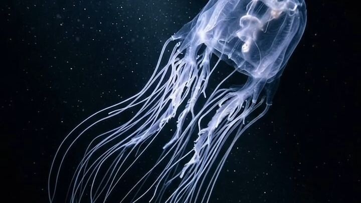 "Top 5 Most Venomous Creatures on Earth"