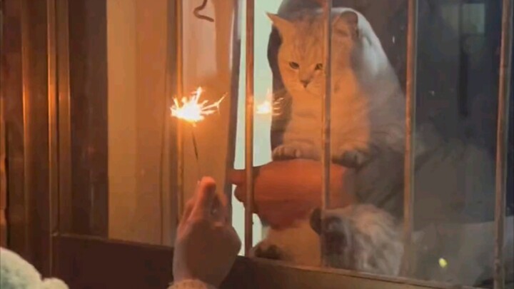 “This is probably why people keep cats!”