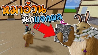 Blox Fruits ปลอมเป็นหมาอ้วนนักแจกผล!?