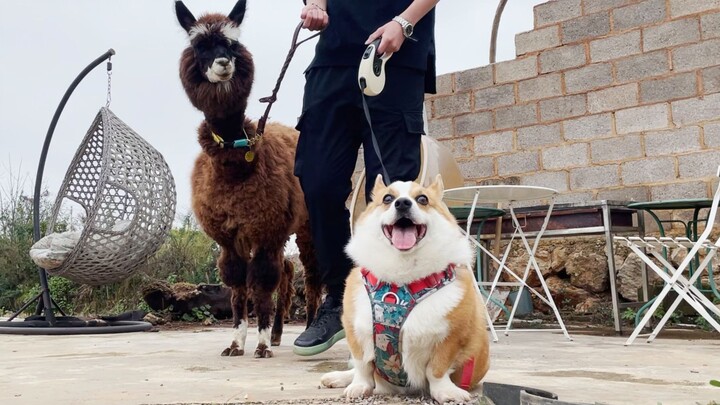 Ketika Corgi Bertemu Alpaca, Persahabatan Ajaib yang Melampaui Perbedaan Tinggi Badan Pun Dimulai