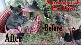 Update Abandoned Unwanted Newly Born Kitten