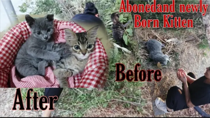 Update Abandoned Unwanted Newly Born Kitten