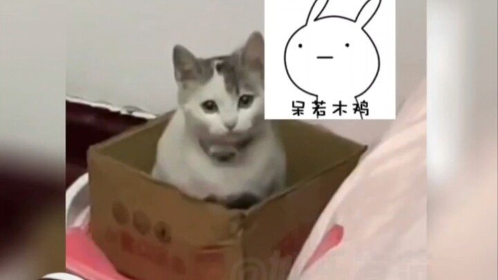 แมวจรจัด: นี่คือแมวที่เธอเลี้ยงเหรอ???