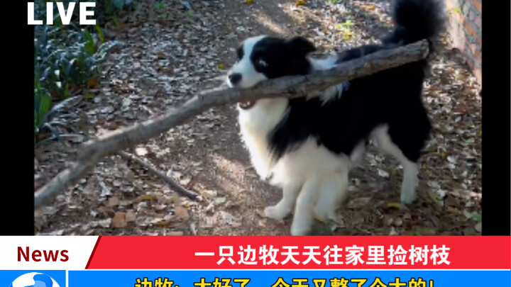 Chó Border Collie: Tôi nhặt rồi, thì cậu phải nhận chứ.