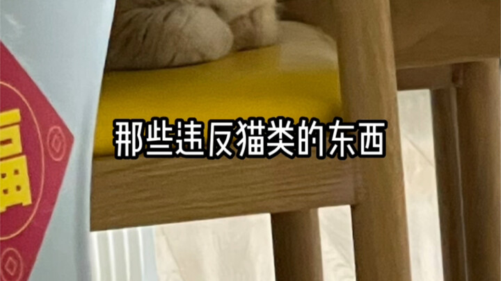 สิ่งที่ขัดต่อธรรมชาติของแมว