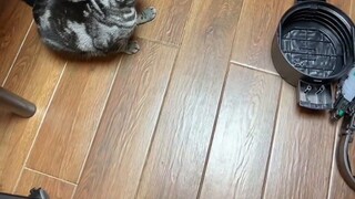 What's wrong with the kitten? It just doesn't want you to turn into a Kamen Rider and get in danger.