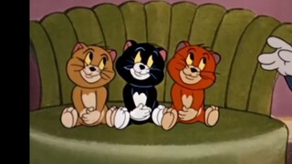 ⚡Three Kittens from Gangnam⚡