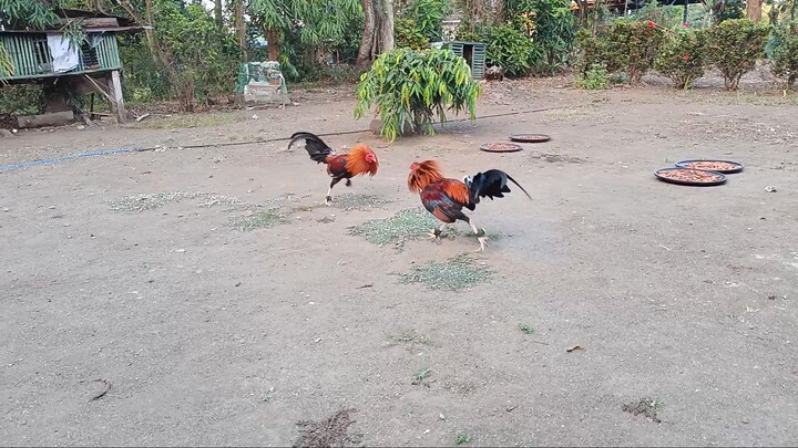 Sweater first sparring