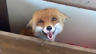 A foreign farmer caught a fox stealing chickens. Startled, the fox fled in panic and accidentally go