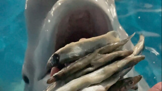 Xiao Hei is angry again