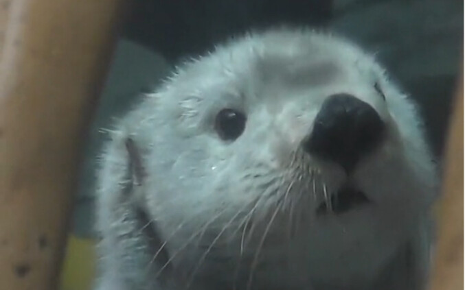 The little guy who just arrived at the aquarium has a face full of bewilderment, and his little hand