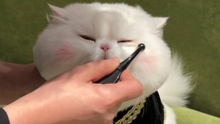Let me explain about the issue of me putting makeup on cats, please don’t scold me!