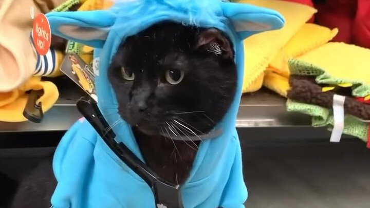 Kitten's Halloween Cosplay