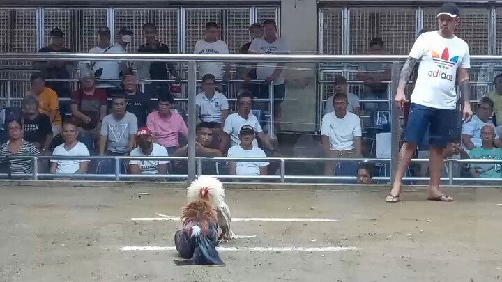 Bata Moko sakalam team willyz 1