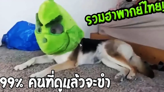 สรุปแล้วนี่แกเป็นตัวอะไรกันแน่ รวมคลิปฮาพากย์ไทย