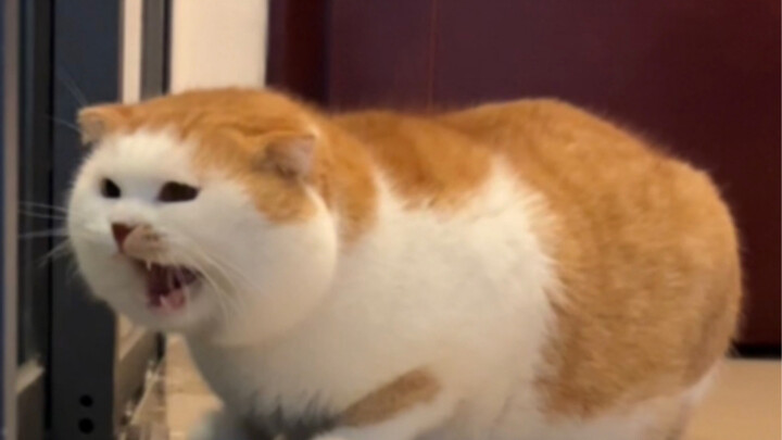 Everyone! I found a kitten—just a tiny, milk-fed one!!