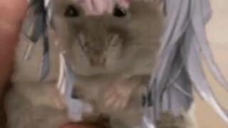 modernia cute hamster