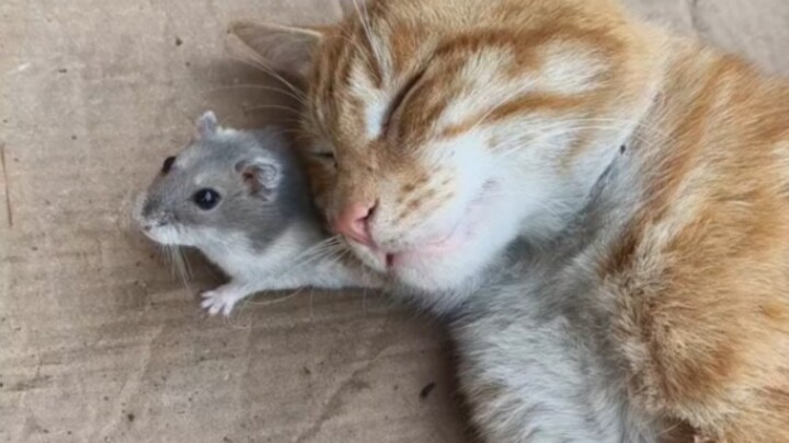Seluruh Anggota Adalah Kucing Jahat
