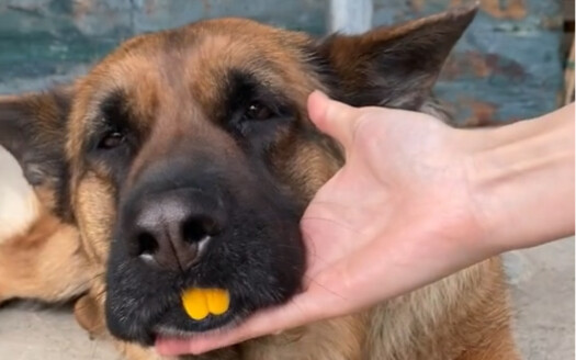 Sao chó Đức trông buồn vậy? Có chuyện gì trong lòng à?